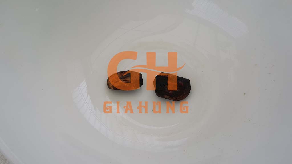 hạt dổi rừng